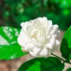 Arabian Jasmine Plant Live 10 Inch Fragrant Flower Vine Indoor Outdoor