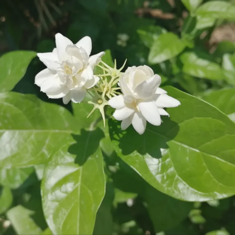 Arabian Jasmine Plant Live 10 Inch Fragrant Flower Vine Indoor Outdoor - Image 3
