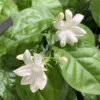Arabian Jasmine Plant Live - 12-15 Inch Fragrant Vine Shrub - Outdoor Garden Ready