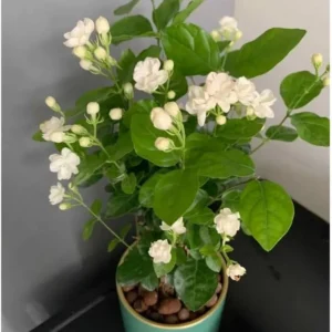 Arabian Jasmine Plant Live - 12-15 Inch Fragrant Vine Shrub - Outdoor Garden Ready