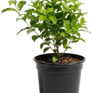 Arabian Jasmine Plant Live - 12-15 Inch Fragrant Vine Shrub - Outdoor Garden Ready