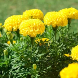 Set 2 Yellow Marigold Live Starter Plants in 1 Pot for Planting, 4