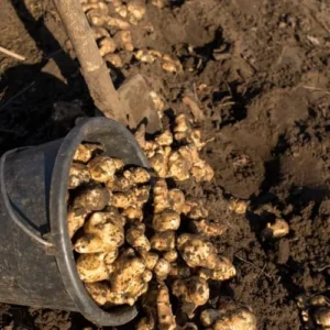 Jerusalem Artichoke Live Tubers - Sunchoke Bulbs for Planting - 2 Lb Vegetable Plant Garden