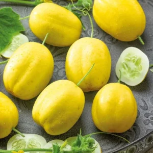 Lemon Cucumber Live Plant – Heirloom Vegetable – 4-7