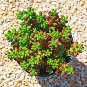 Sedum Rubrotinctum Jelly Bean Succulent Live Plant 2 Inch Pot for Home Garden Decor
