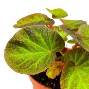 Begonia Manaus – Tropical Foliage Live Plant – 4-6 inches – 3 Inch Pot – Indoor - Image 6