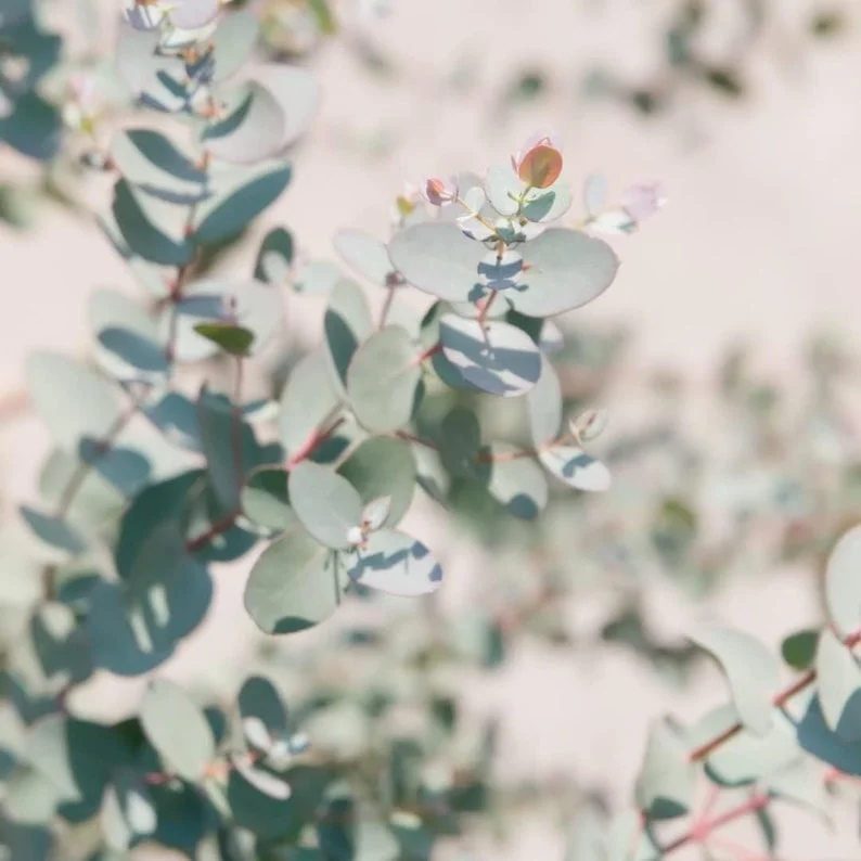 Baby Blue Eucalyptus Plant Live 2.5'' Pot Home Garden Decoration