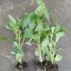 Basil Live Plant 8-10 Inch - Fresh Cooking Herb in 4 Inch Pot
