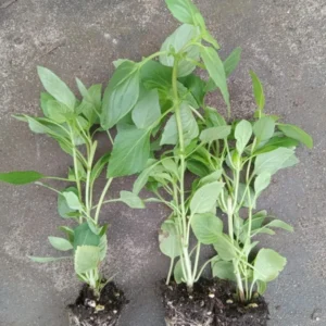 Basil Live Plant 8-10 Inch - Fresh Cooking Herb in 4 Inch Pot