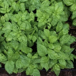 Basil Live Plant 8-10 Inch - Fresh Cooking Herb in 4 Inch Pot