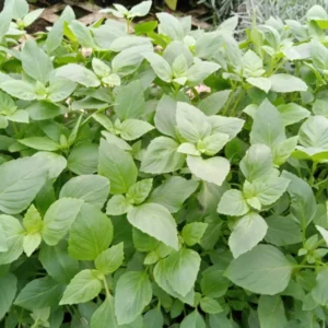 Basil Live Plant 8-10 Inch - Fresh Cooking Herb in 4 Inch Pot