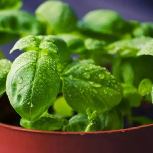Basil Live Plant 8-10 Inch - Fresh Cooking Herb in 4 Inch Pot