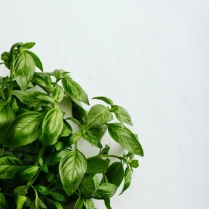Basil Live Plant 8-10 Inch - Fresh Cooking Herb in 4 Inch Pot