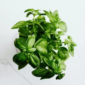 Basil Live Plant 8-10 Inch - Fresh Cooking Herb in 4 Inch Pot