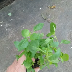 Basil Live Plant 8-10 Inch - Fresh Cooking Herb in 4 Inch Pot