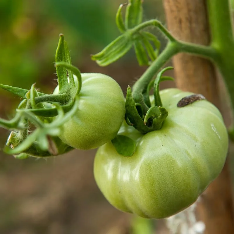 Beefsteak Tomato Plant - Live Vegetable Plant - 4 Inch Pot - Garden Ready