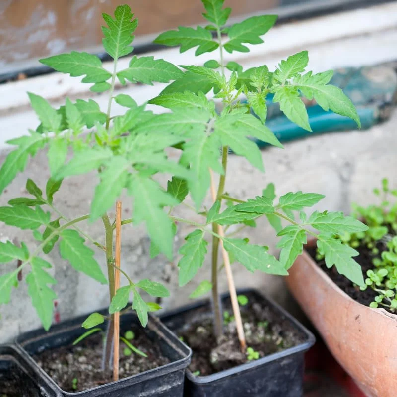 Beefsteak Tomato Plant - Live Vegetable Plant - 4 Inch Pot - Garden Ready