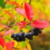 Black Chokeberry Plant Live - Aronia Berry Edible Plant 6-12 Inch Tall