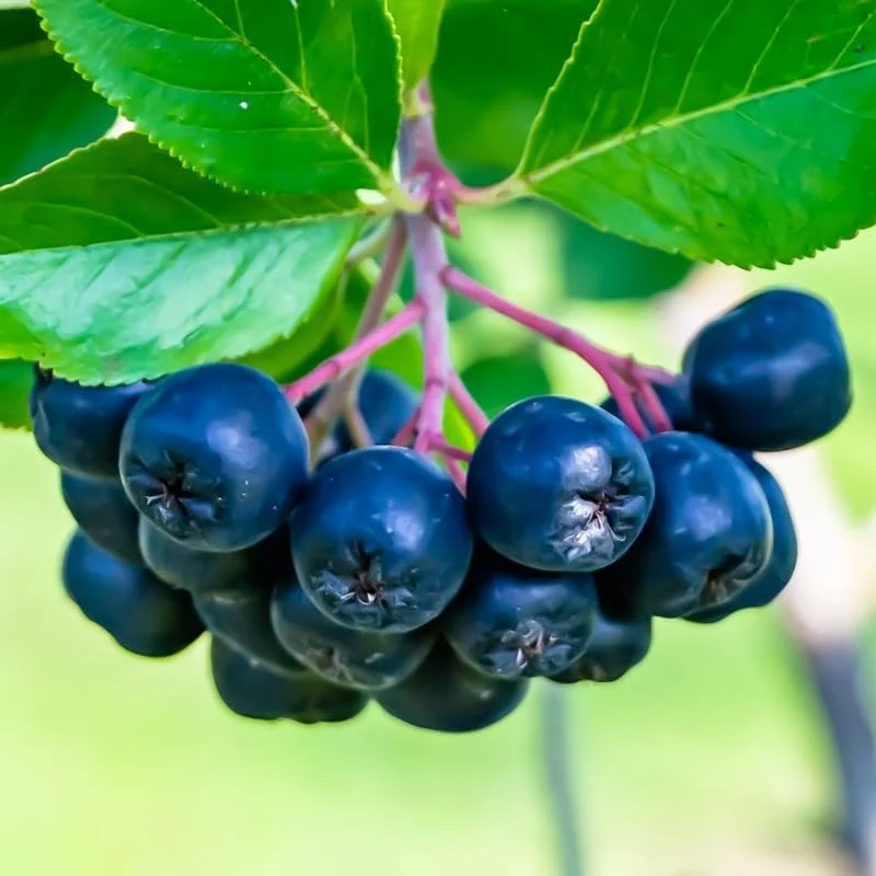 Black Chokeberry Plant Live - Aronia Berry Edible Plant 6-12 Inch Tall