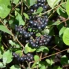 Black Chokeberry Plant in Pot, 8 Inch Tall, Edible Aronia Berry Plant Shrub for Planting, Dormant in Winter