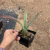 Blue Agave Tequilana Plant Live Maguey Tree - 7-8 Inch Well Rooted Tequila Plant