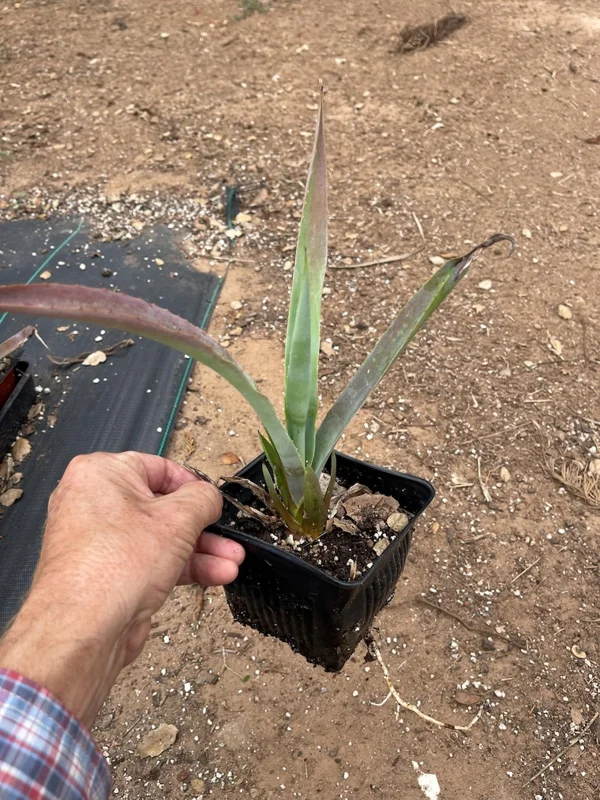 Blue Agave Tequilana Plant Live Maguey Tree - 7-8 Inch Well Rooted Tequila Plant