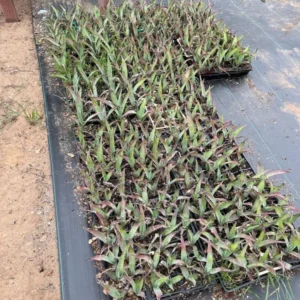 Blue Agave Tequilana Plant Live Maguey Tree - 7-8 Inch Well Rooted Tequila Plant