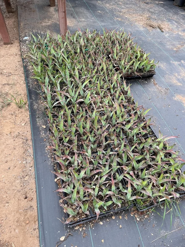 Blue Agave Tequilana Plant Live Maguey Tree - 7-8 Inch Well Rooted Tequila Plant