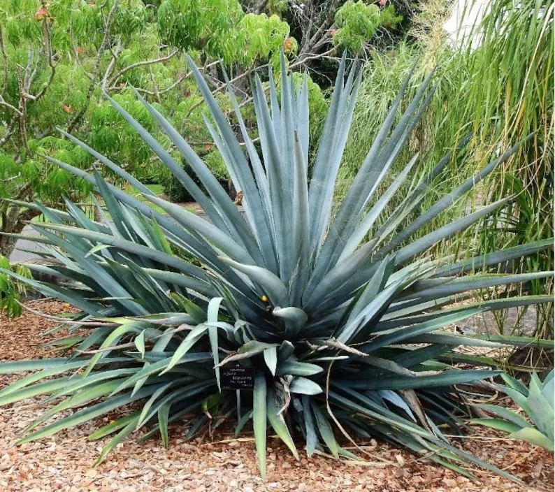 Blue Agave Tequilana Plant Live Maguey Tree - 7-8 Inch Well Rooted Tequila Plant
