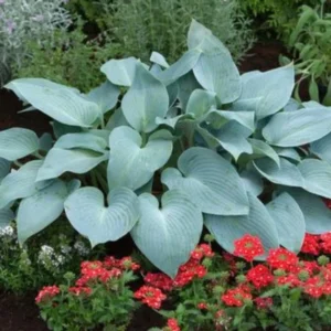 Blue Hosta Live Plant Quart Pot Shade Plant Blue-Green Color