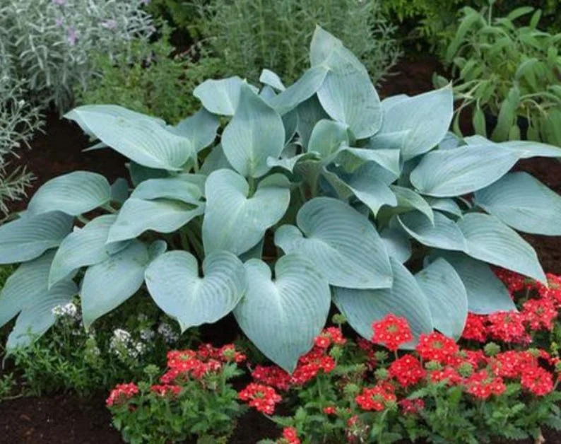 Blue Hosta Live Plant Quart Pot Shade Plant Blue-Green Color