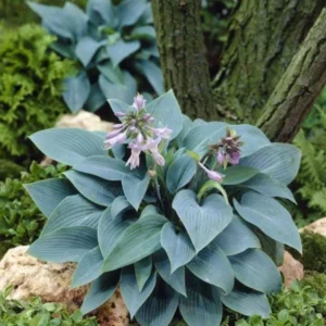 Blue Hosta Live Plant Quart Pot Shade Plant Blue-Green Color