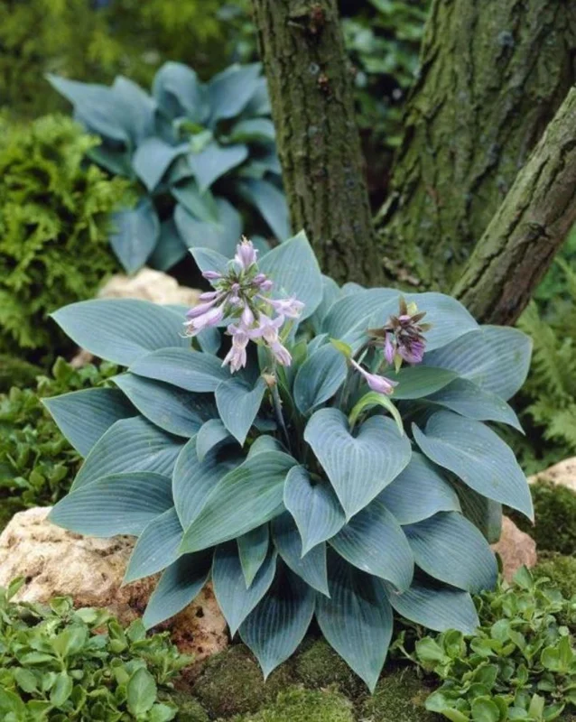 Blue Hosta Live Plant Quart Pot Shade Plant Blue-Green Color