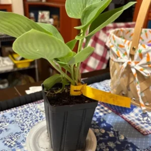 Blue Hosta Live Plant Quart Pot Shade Plant Blue-Green Color