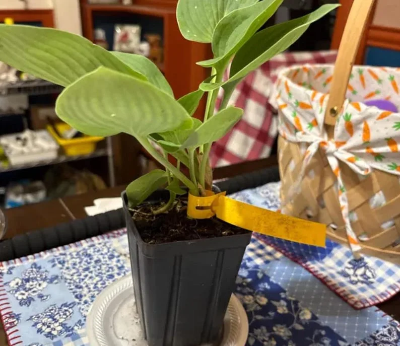 Blue Hosta Live Plant Quart Pot Shade Plant Blue-Green Color