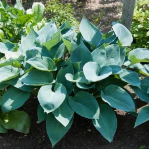 Blue Hosta Live Plant Quart Pot Shade Plant Blue-Green Color
