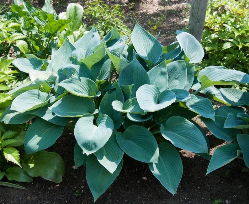 Blue Hosta Live Plant Quart Pot Shade Plant Blue-Green Color