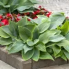 Blue Hosta Live Plant Quart Pot Shade Plant Blue-Green Color