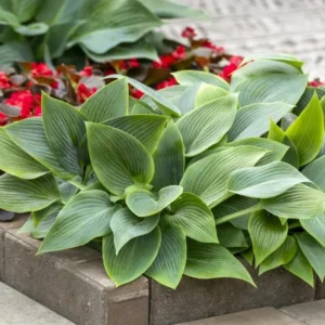 Blue Hosta Live Plant Quart Pot Shade Plant Blue-Green Color