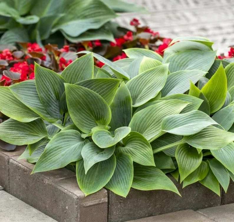 Blue Hosta Live Plant Quart Pot Shade Plant Blue-Green Color