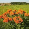 Butterfly Milkweed Live Plants - Pack of 4 Asclepias Tuberosa Perennial Flowers for Gardens - Orange