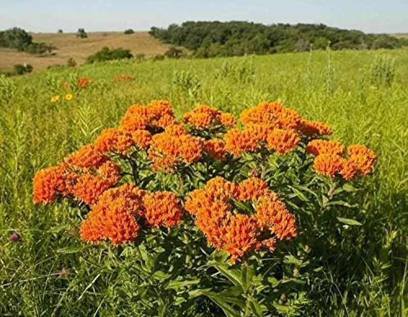 Butterfly Milkweed Live Plants - Pack of 4 Asclepias Tuberosa Perennial Flowers for Gardens - Orange