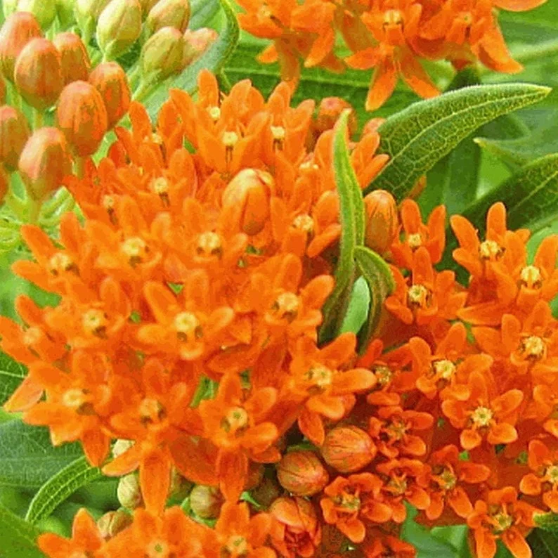 Butterfly Milkweed Live Plants - Pack of 4 Asclepias Tuberosa Perennial Flowers for Gardens - Orange