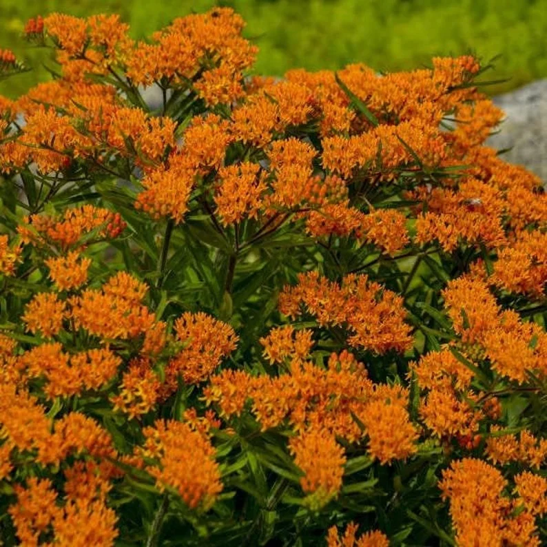 Butterfly Milkweed Live Plants - Pack of 4 Asclepias Tuberosa Perennial Flowers for Gardens - Orange