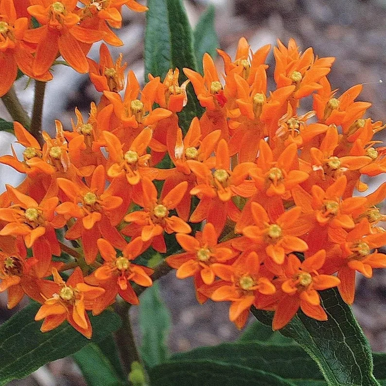 Butterfly Milkweed Live Plants - Pack of 4 Asclepias Tuberosa Perennial Flowers for Gardens - Orange