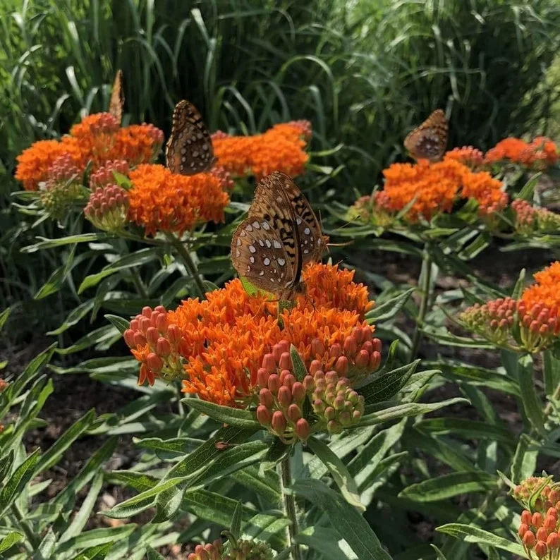 Butterfly Milkweed Live Plants - Pack of 4 Asclepias Tuberosa Perennial Flowers for Gardens - Orange