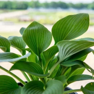 Blue Hosta Live Plant Quart Pot Shade Plant Blue-Green Color