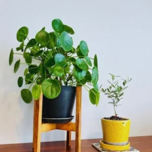 2 Money Tree Plant Indoor, 5 to 7 Inc in Height, Pilea Peperomioides Live, Money Plant Live Houseplants for Planting Growing