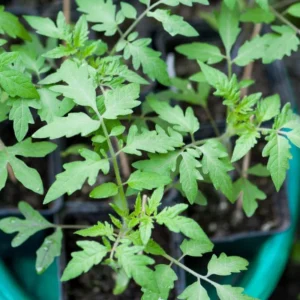 Beefsteak Tomato Plant - Live Vegetable Plant - 4 Inch Pot - Garden Ready