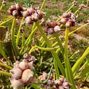 Set 10 Egyptian Walking Onions Bulbs for Planting Outdoors Indoors, Large Onion Bulbs for Gardening
